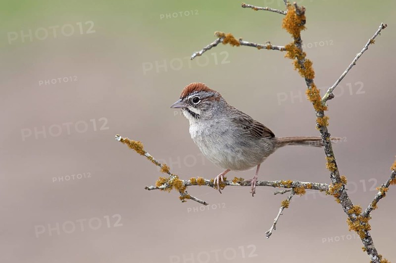 Rufous-crowned Sparrow (Aimophila ruficeps), Texas, USA