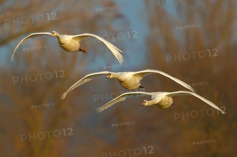 Mute Swan (Cygnus olor) group flying, North Rhine-Westphalia, Germany