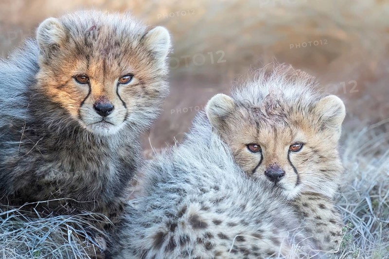 Cheetah (Acinonyx jubatus) cute cubs close-up, Philippolis, South Africa