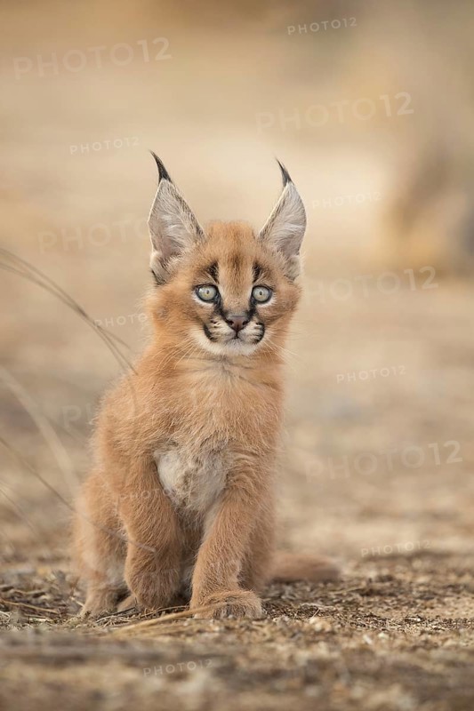 Caracal (Caracal caracal) cub resting, Castile-La Mancha, Spain