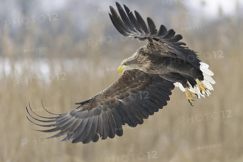 White-tailed Eagle (Haliaeetus albicilla) flying, Lower Saxony, Germany