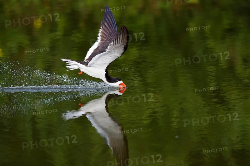 Black Skimmer (Rynchops niger) skimming, New York, USA