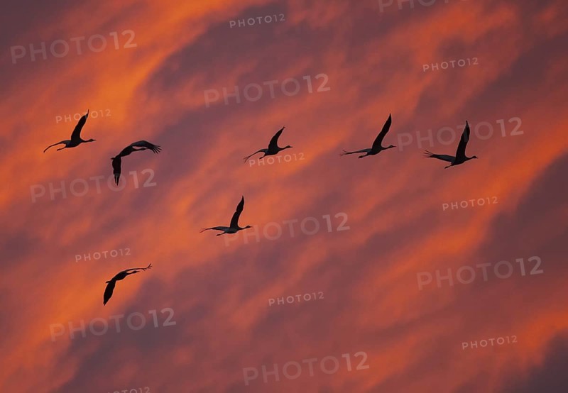 Common Crane (Grus grus), Mecklenburg-Western Pomerania, Germany