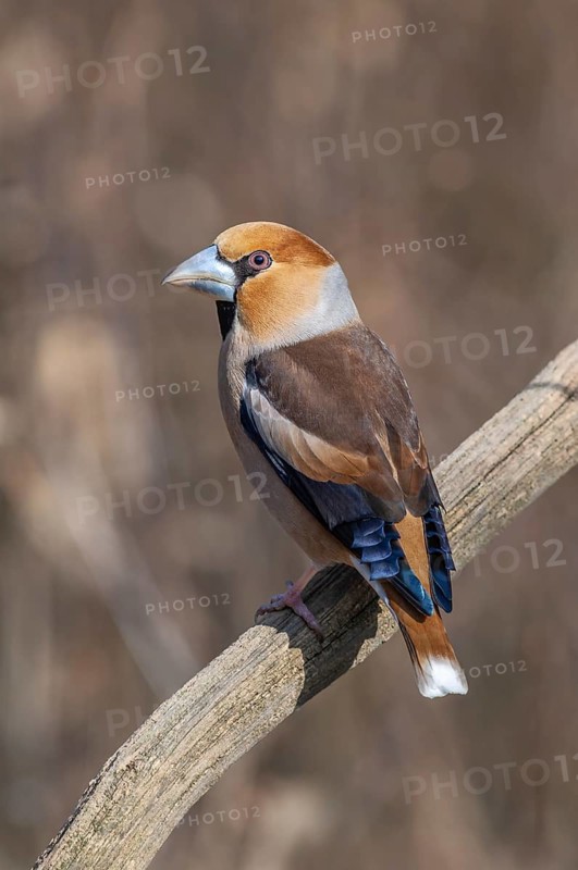 Hawfinch (Coccothraustes coccothraustes) sitting on a branch in the forest in winter. Bas-Rhin, Alsace, Grand Est, France