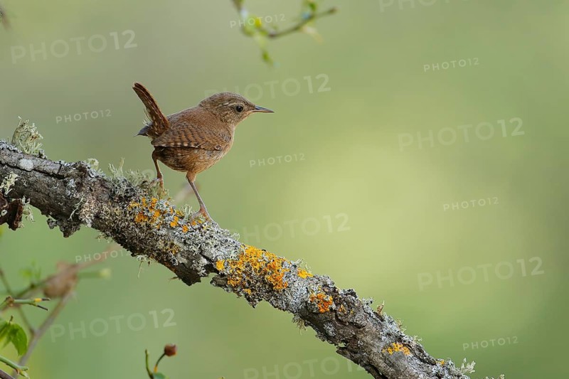 Eurasian Wren (Troglodytes troglodytes) juvenile perched on lichen branch, Andalusia, Spain