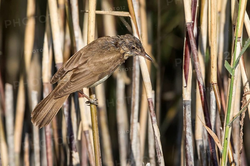 Great Reed Warbler (Acrocephalus arundinaceus) juvenile perched in reedbed, Mecklenburg-Western Pomerania, Germany