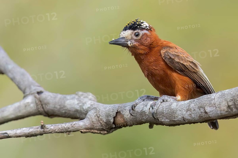 Chestnut Piculet (Picumnus cinnamomeus) perched on a branch in Colombia, South America