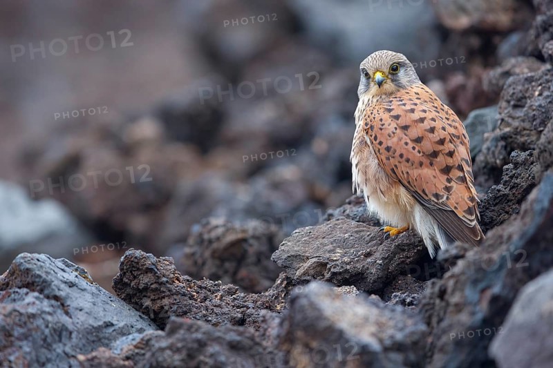 Kestrel, (Falco tinnunculus), perches on rocks, Canary Islands, animals, birds, falcons, foraging, lava rocks, Lanzarote, Canary Islands, Spain