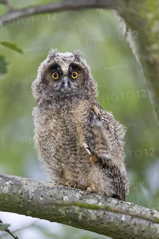 Waldohreule (Asio otus) Long-eared Owl