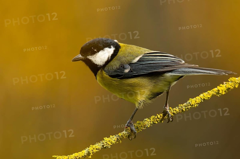 A vivid image of a Great Tit, Parus major, balancing gracefully on a lichen-adorned branch with a golden-hued autumn background, showcasing its distinctive black head and vibrant yellow belly