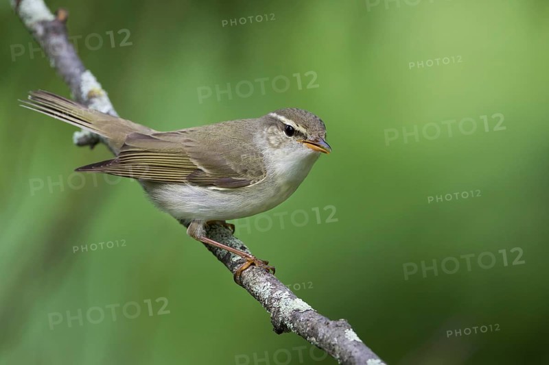Arctic Warbler - Wanderlaubsänger - Phylloscopus borealis. Russia (Ural)