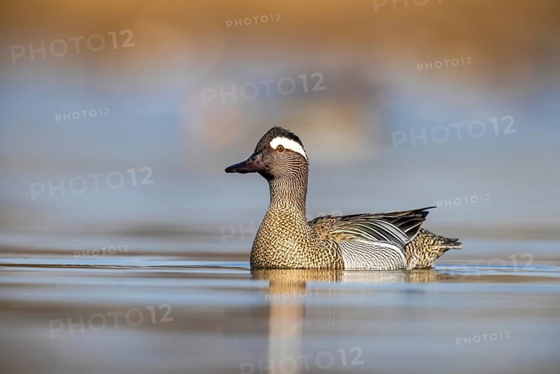 Garganey (Spatula querquedula) male, North Rhine-Westphalia, Germany