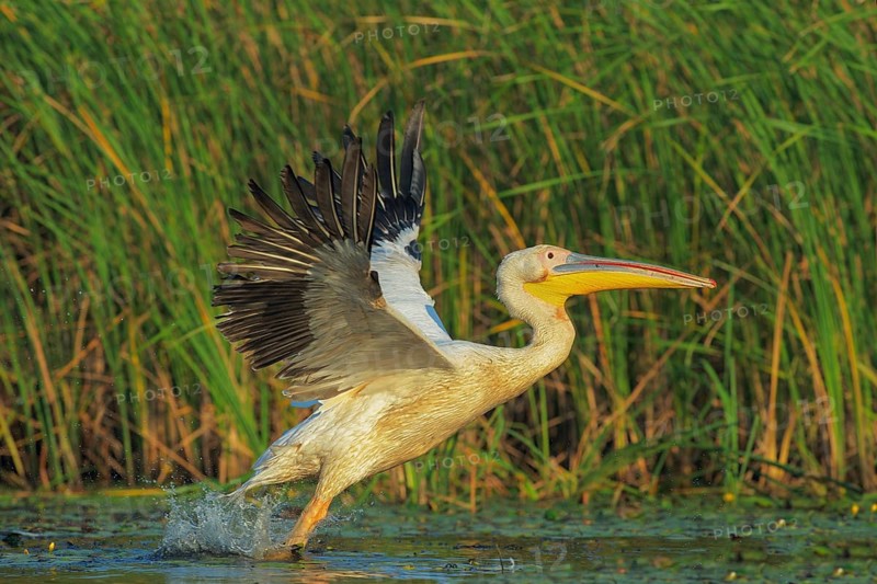 Great White Pelican (Pelecanus onocrotalus) taking flight, Danube-Delta, Romania