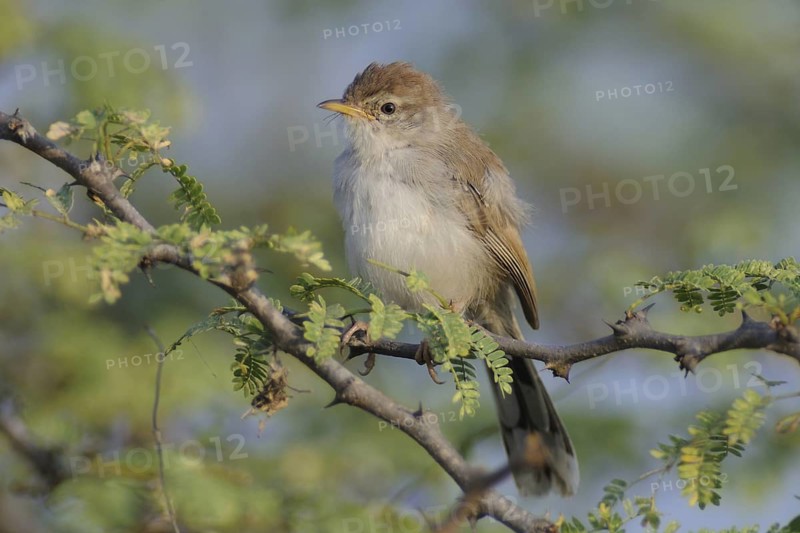 Rufous-fronted Prinia (Prinia buchanani), India