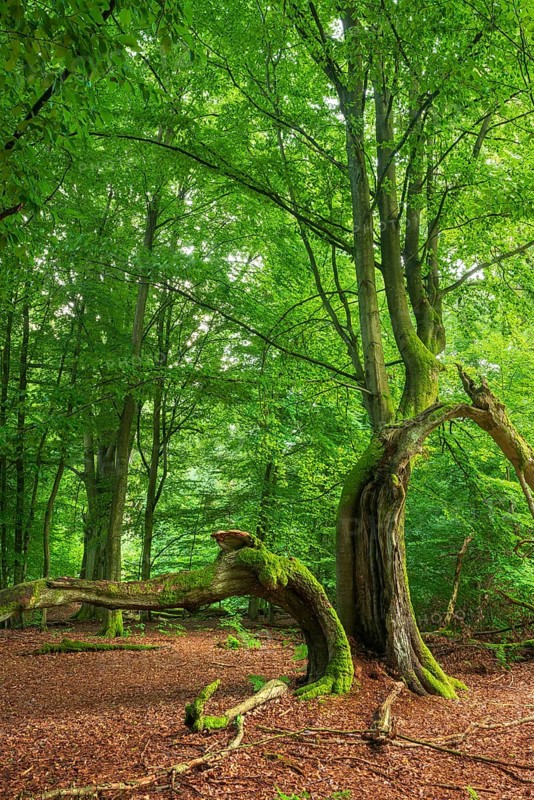 Split beech with moss-covered roots in a former Hutewald, Reinhardswald, Sababurg Primeval Forest, Hesse, Germany