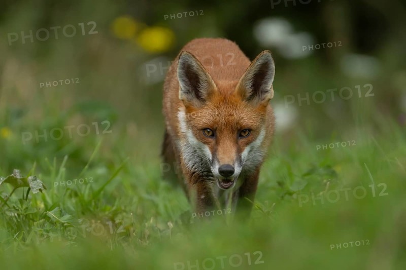 Red fox (Vulpes vulpes) adult animal in grassland in the summer, England, United Kingdom