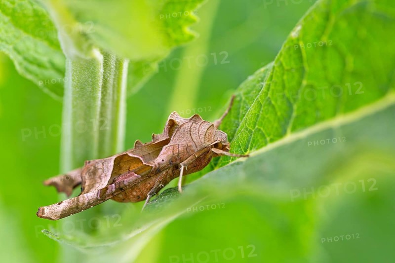 Agate owl, mangold owl, (Phlogophora meticulosa), animals, insects, butterfly, Lobau, Vienna, Donaustadt, Vienna, Austria
