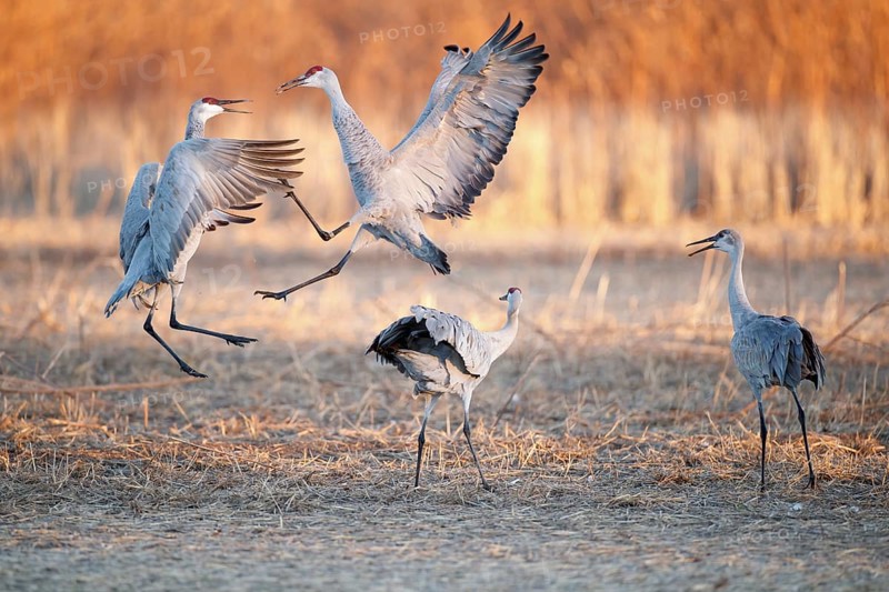Sandhill Crane (Antigone canadensis) fighting, New Mexico, USA