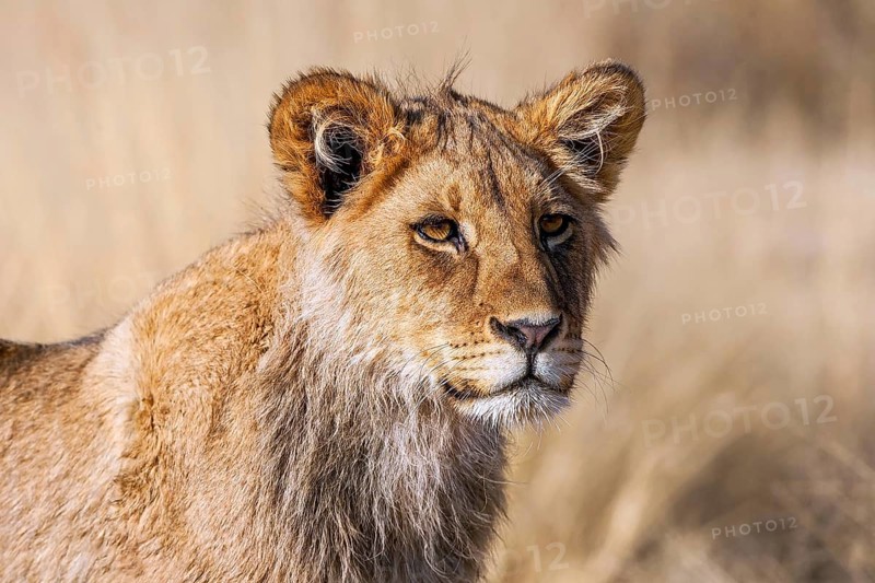 African lion young, portrait, (Panthera leo vernayi), South Africa