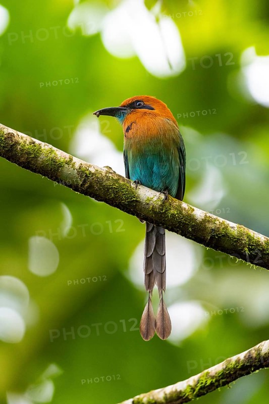 Cinnamon-breasted motmot (Baryphthengus martii), Guanacaste, Costa Rica