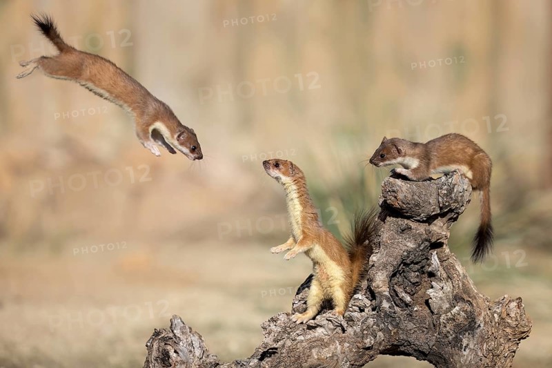 Short-tailed Weasel (Mustela erminea) flying in the air whilst jumping on a tree trunk with two other Short-tailed Weasel waiting, Castile-La Mancha, Spain