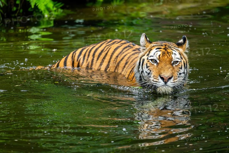 Siberian tiger (Panthera tigris tigris) swimming in a lake, captive, Germany