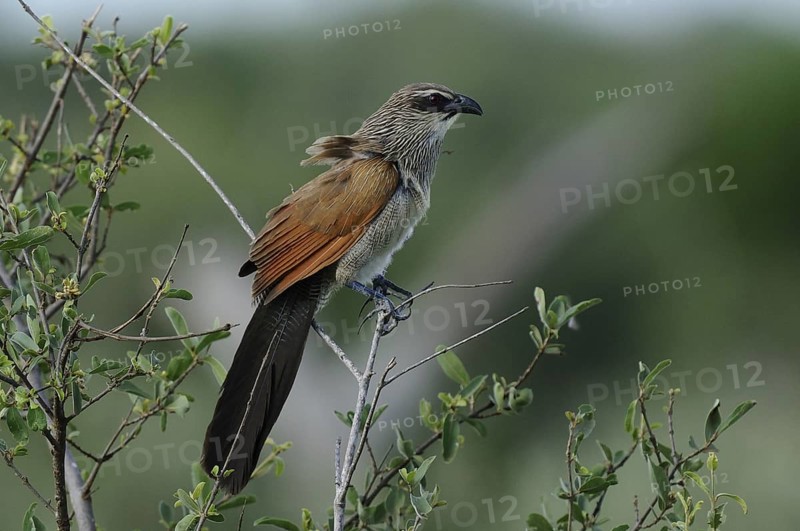 White-browed Coucal (Centropus superciliosus), Tsavo East National Park, Kenya