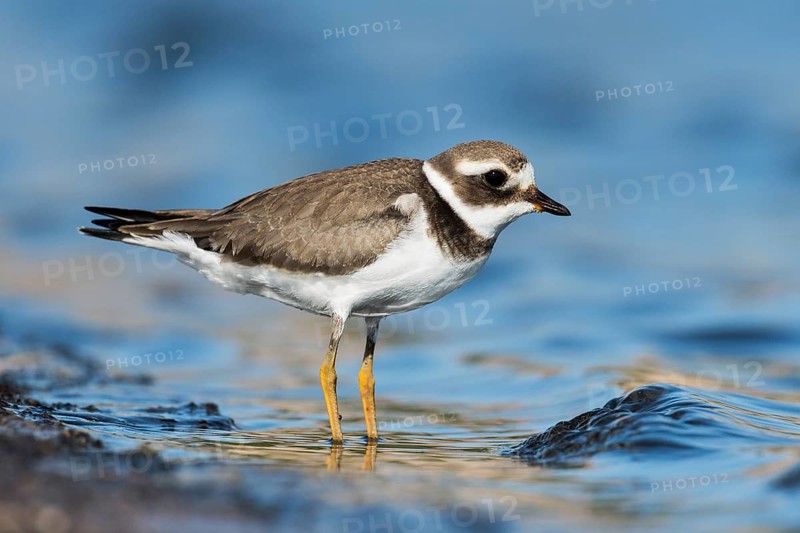 Common Ringed Plover (Charadrius hiaticula), Eilat, Israel