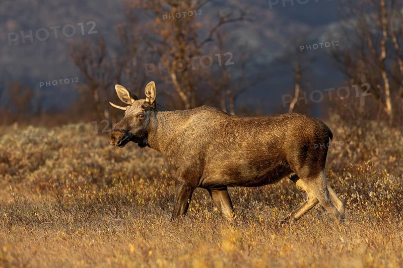 Although this is a young bull moose (Alces alces), it impresses with its size, moose rut, rutting season, autumn, Ruska, September, Norway