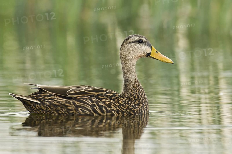 Mottled Duck (Anas fulvigula), Florida, USA