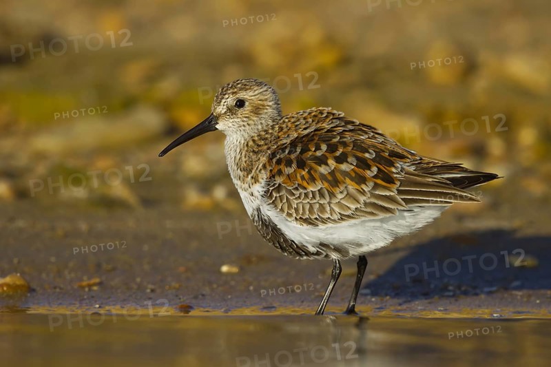 Dunlin (Calidris alpina) foraging, North Rhine-Westphalia, Germany