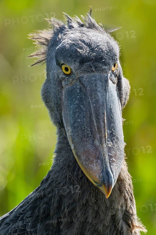 Shoebill (Balaeniceps rex), juvenile, animal portrait, swamps of Mabamba, Lake Victoria, Uganda
