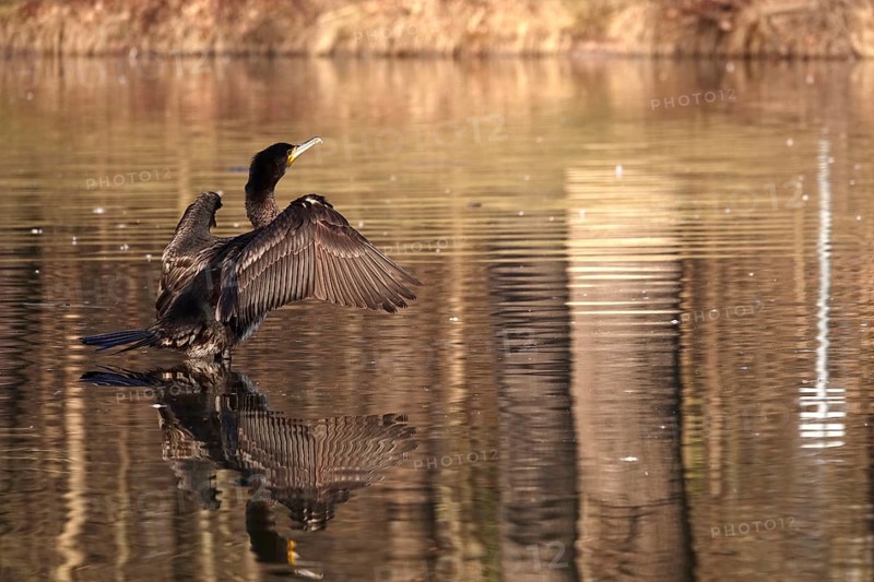 Cormorant on a lake, winter, Germany