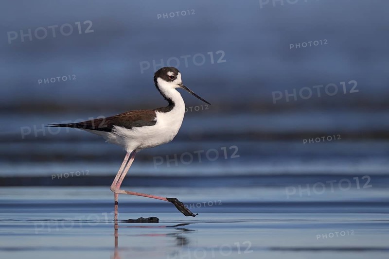 Black-necked Stilt (Himantopus mexicanus), California, USA