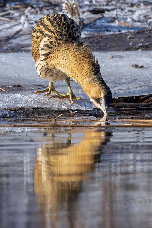 Eurasian bittern, great bittern (Botaurus stellaris) fishing from ice covered shore along frozen lake in winter