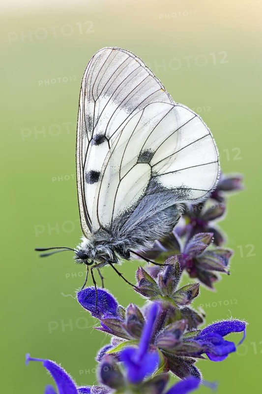 Clouded Apollo, (Parnassius mnemosyne), butterfly family, butterfly, insect, close-up, Lake Neusiedl, Illmitz, Burgenland, Austria