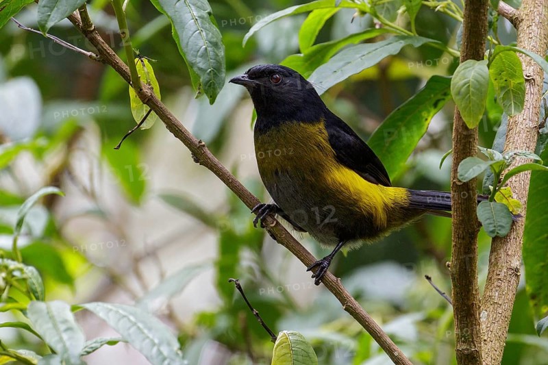 Black-and-yellow Silky-flycatcher (Phainoptila melanoxantha) perched on a branch in Costa Rica