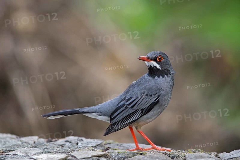 Red-legged Thrush (Turdus plumbeus), Cuba