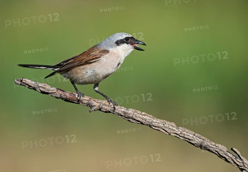 Red-backed Shrike (Lanius collurio) male calling from branch, Aosta Valley, Italy