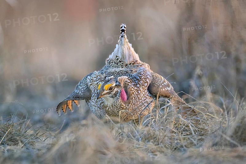 Lesser Prairie Chicken (Tympanuchus pallidicinctus) male displaying, Kansas, USA