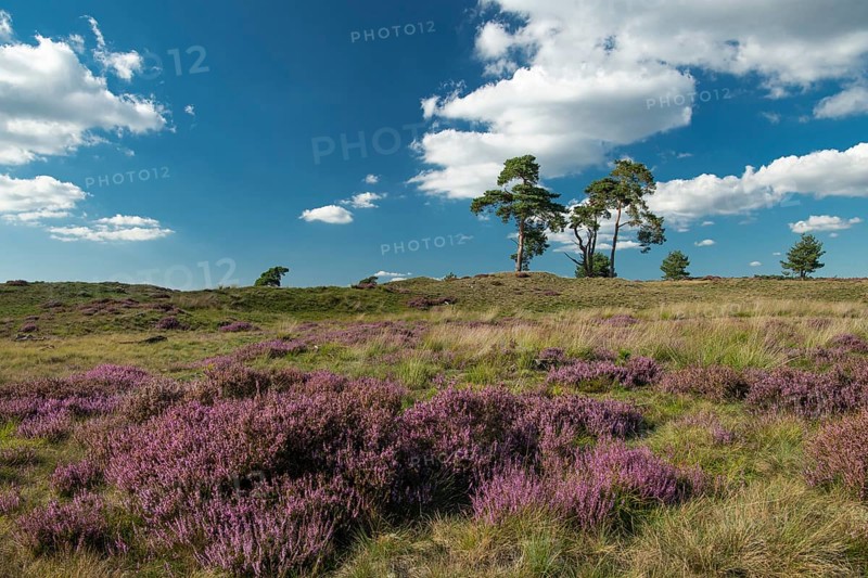 Flowering heather (Calluna vulgaris), heathland in De Hoge Veluwe National Park, Hoenderloo, Gelderland, Netherlands