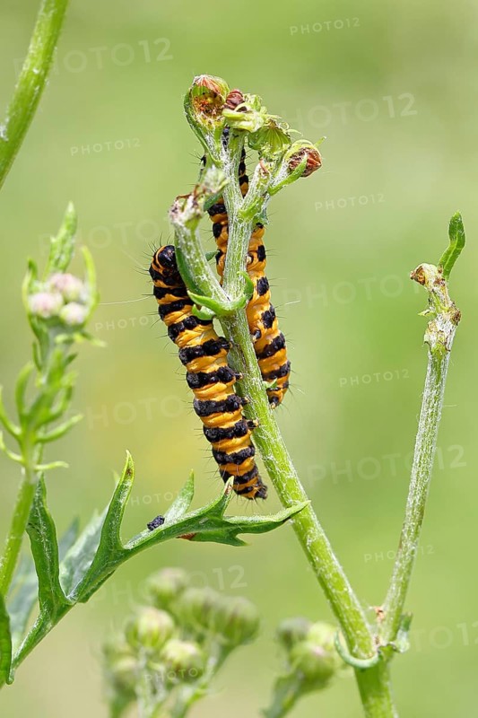 St. Jacob's weed bear or blood bear (Tyria jacobaeae), butterfly caterpillar, moth, family Arctiidae, caterpillar, feeds on St. Jacob's weed (Senecio jacobaea), Cochem, Moselle, Rhineland-Palatinate, Germany