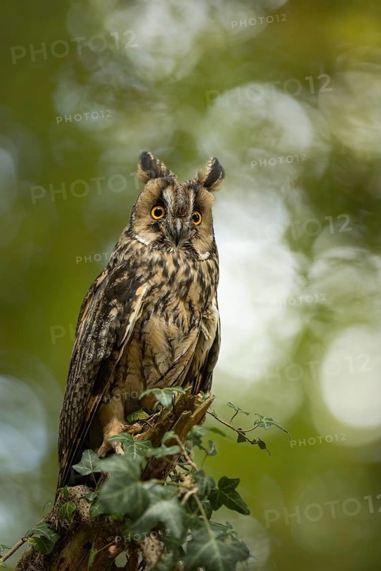Long-eared Owl (Asio otus) captive, Germany