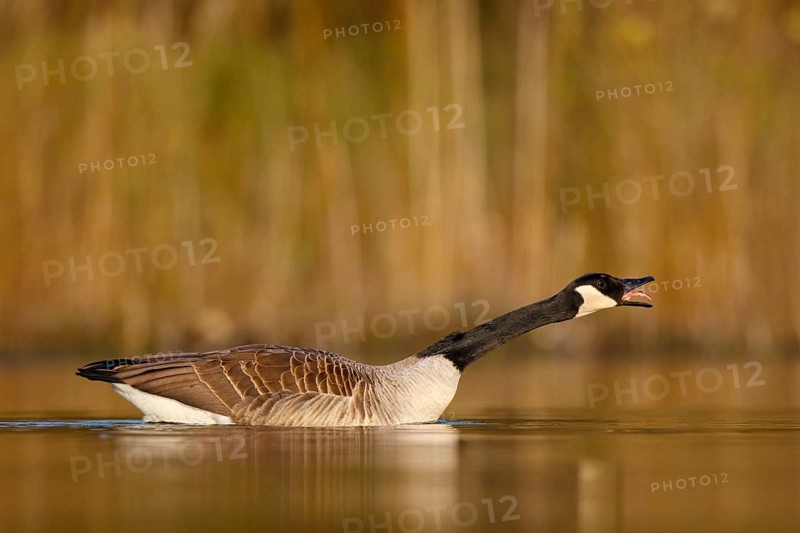 Canada Goose (Branta canadensis), North Rhine-Westphalia, Germany