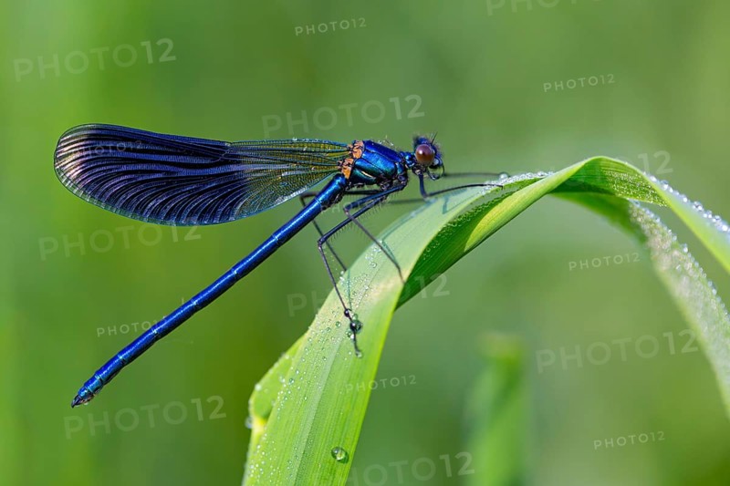 Banded demoiselle, (Calopteryx splendens), animals, insects, dragonfly, dragonfly, sideways, Lake Neusiedl, Andau, Burgenland, Austria