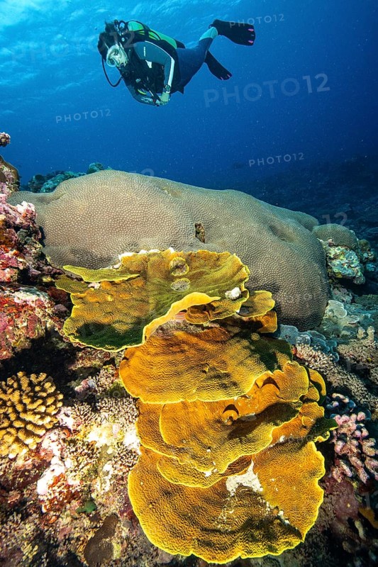 Diver looking at large stony coral (Scleractinia) in the foreground yellow goblet coral (Turbinaria mesenterina) in intact coral reef, Pacific Ocean, Yap Island, Yap State, Caroline Islands, FSM, Federated States of Micronesia, Australia