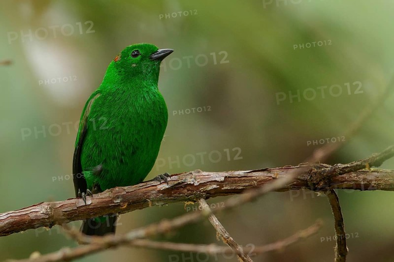 Glistening-green Tanager (Chlorochrysa phoenicotis) perched on a branch in the Andes Mountains of Colombia