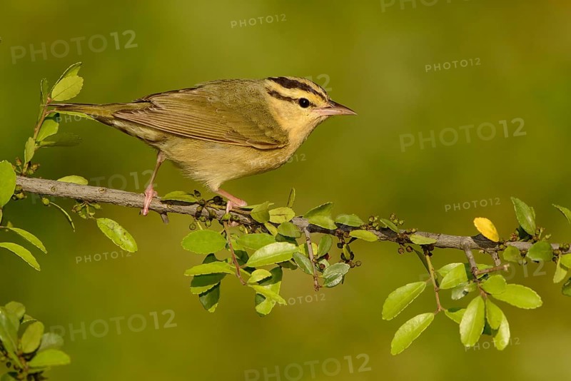 Worm-eating Warbler (Helmitheros vermivorum), Texas, USA