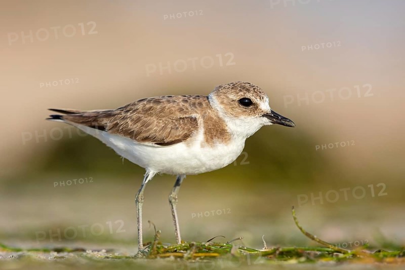 Animals, birds, plover, Kentish plover, (Charadrius alexandrinus), biotope, habitat, foraging, Barr Al Hikman, Shannah, Ash Sharqiyah South, Oman