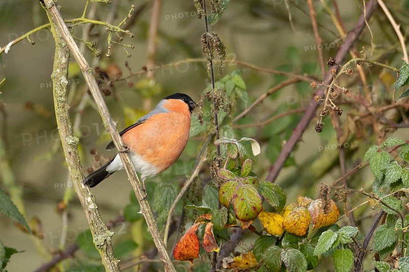 Eurasian bullfinch (Pyrrhula pyrrhula) adult male bird feeding on nettle seeds in a hedgerow in winter, Suffolk, England, United Kingdom